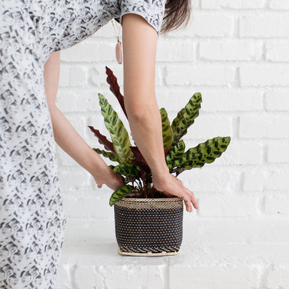 6" Rattlesnake + Planter Basket